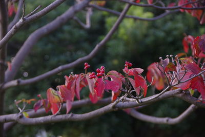 Close-up of red flowering plant