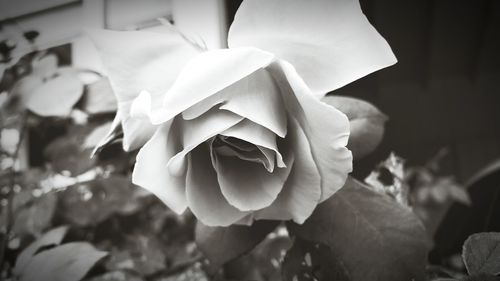 Close-up of rose blooming