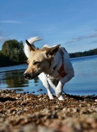 Close-up of dog by lake against sky