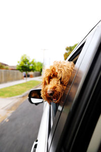 Close-up of dog in car