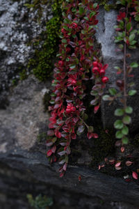 Close-up of flowers on tree