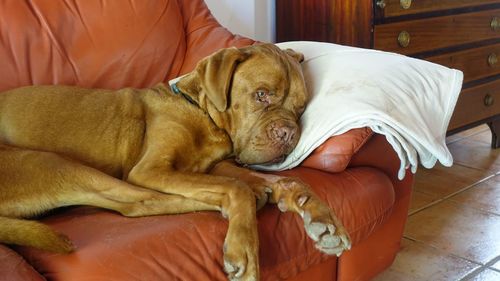 Dog resting on bed at home