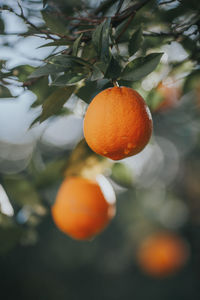 Orange fruits on tree