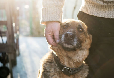 Close-up of hand holding dog
