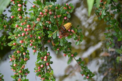 Close-up of plant growing on tree