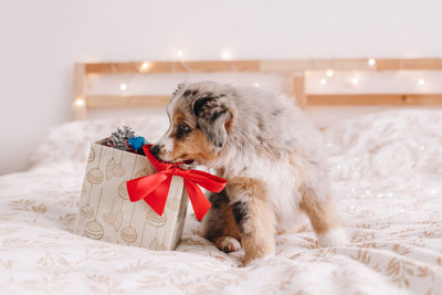 Dog puppy sitting on bed at home with christmas gift box