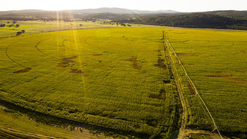 Scenic view of agricultural field against sky