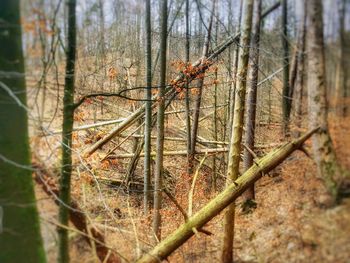 Close-up of tree trunk in forest