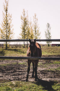 Horse standing in ranch against sky