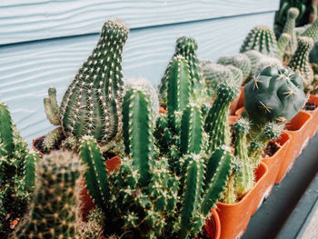 Close-up of cactus plant