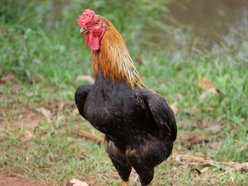 Close-up of rooster on land