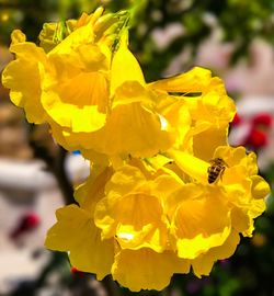 Close-up of yellow marigold flowers