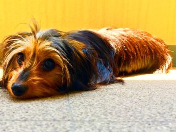 Close-up of dog