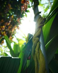 Low angle view of a lizard on tree