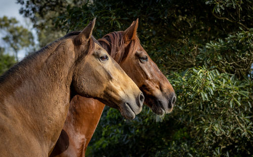 Two horses outside looking attentively, lusitano horse.