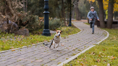 Dog running on footpath