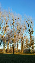 Trees on landscape against blue sky