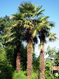 Low angle view of coconut palm trees against sky