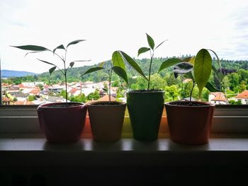 Close-up of potted plants on table