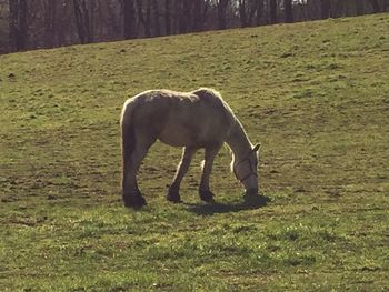 Horse grazing on grassy field