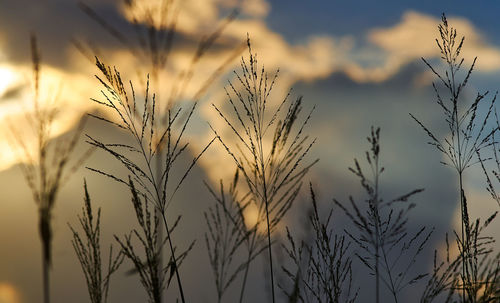 Close-up of stalks against sky at sunset