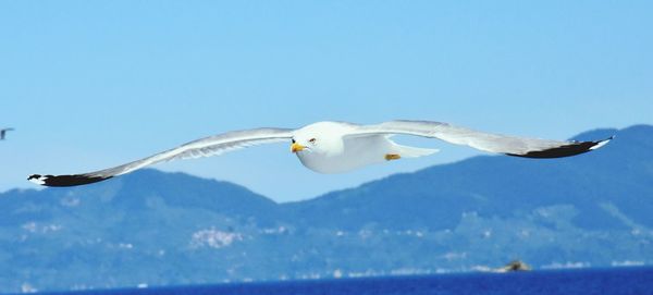 Close-up of seagull flying against clear blue sky