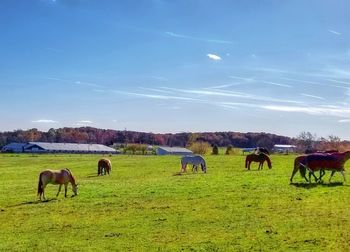 Horses grazing on field against sky