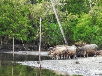 Sheep in lake by trees in forest