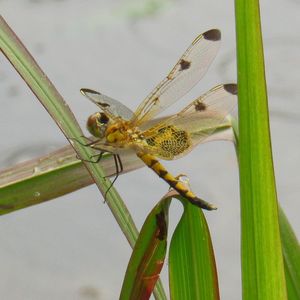 Close-up of insect on plant