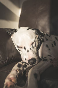 Dalmatian sleeping on sofa at home