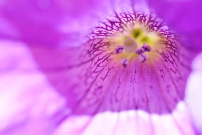 Macro shot of pink flowering plant