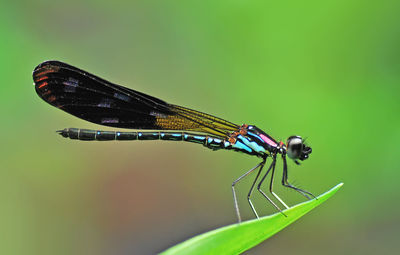 Close-up of damselfly on leaf