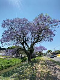 View of flowering plants on road