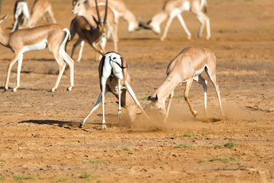 View of horses running on field