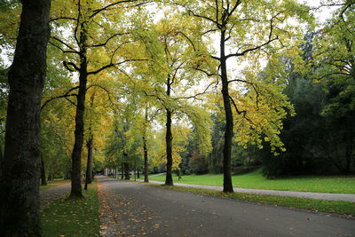 Trees in forest during autumn