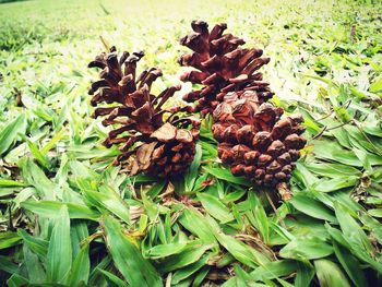 Plants growing on field