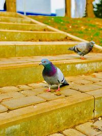 Close-up of bird perching on wood