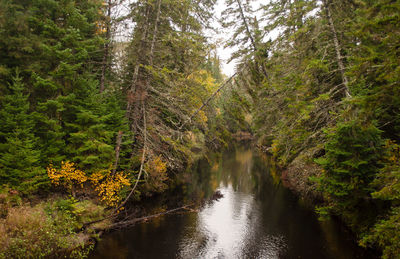 Scenic view of river amidst trees in forest