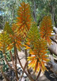 Close-up of yellow flowers