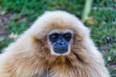 White-handed gibbon 1