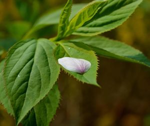 Close-up of green leaves on plant