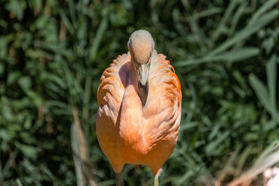 Close-up of a bird