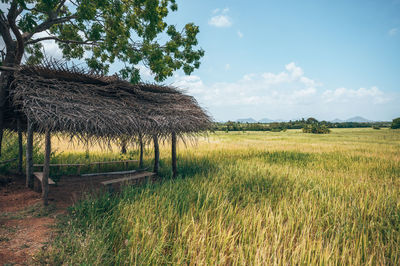 Scenic view of agricultural field against sky