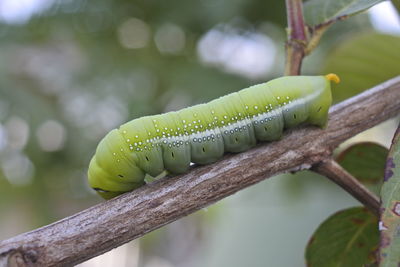 Close-up of grasshopper on tree branch