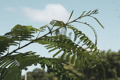 Low angle view of fern leaves against sky
