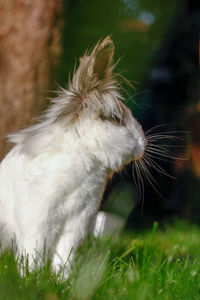 Close-up of an animal on field