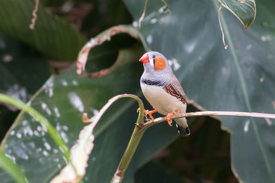 Close-up of bird perching on leaf