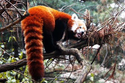 Low angle view of a cat on tree