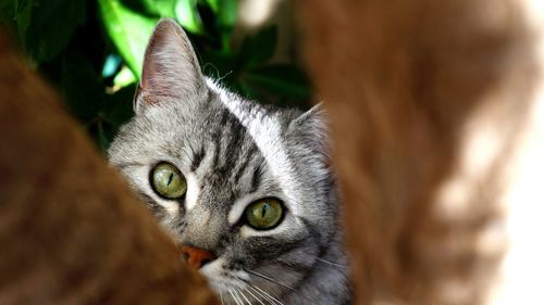 Close-up portrait of a cat