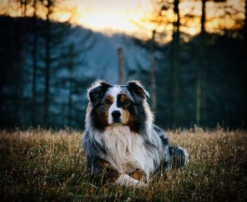 Portrait of dog on field